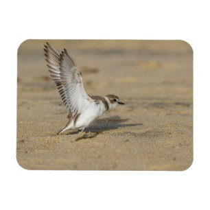 Snowy Plover Stretch Magneet