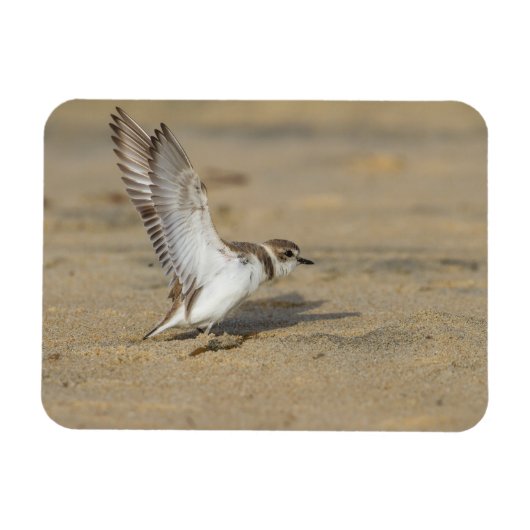 Snowy Plover Stretch Magneet (Horizontaal)