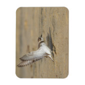 Snowy Plover Stretch Magneet (Verticaal)