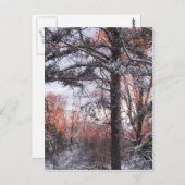 Snowy Sunrise Snow Pine Tree Foto Briefkaart (Voorkant / Achterkant)