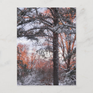 Snowy Sunrise Snow Pine Tree Foto Briefkaart