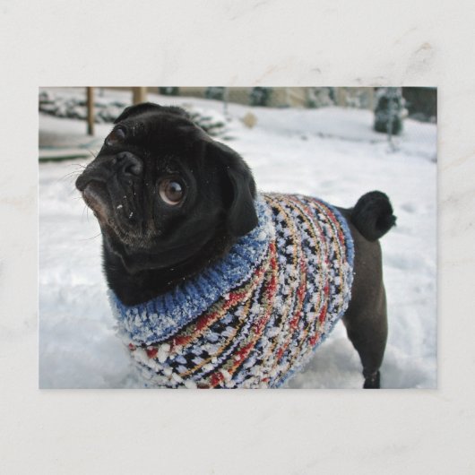 Snowy Sweater Pug Briefkaart (Voorkant)