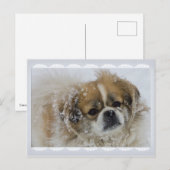 Snowy Tibetan Spaniel CC0136 Briefkaart (Voorkant / Achterkant)
