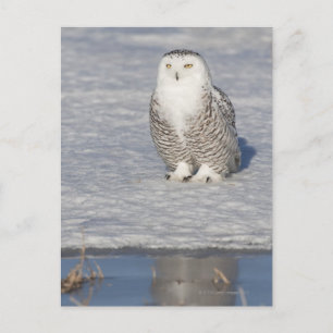 Snowy-uil in de buurt van water, waardoor een briefkaart