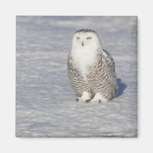 Snowy-uil in de buurt van water, waardoor een magneet