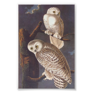 Snowy White Owl at Night Audubon  Art Foto Afdruk