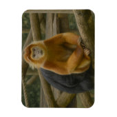 Snub-Nosed Monkey in Woodland Refuge Magneet (Verticaal)