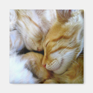 Snuggle Kittens Magnet Magneet