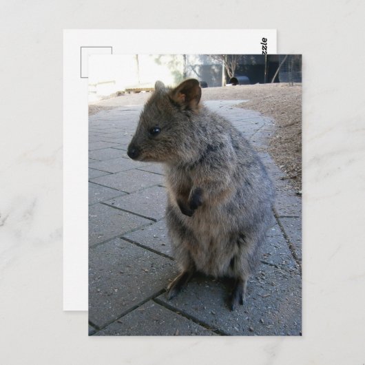 Snuggles in Australië: een knuffelgrijze quokka Briefkaart (Voorkant / Achterkant)
