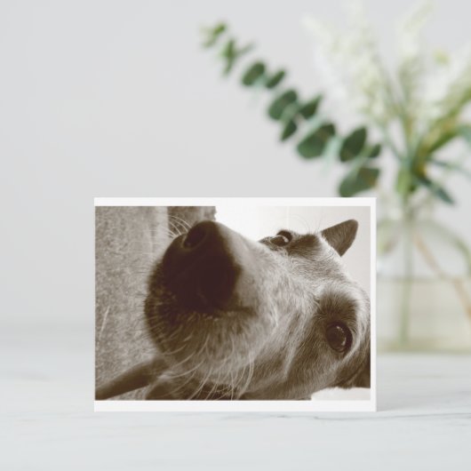 snuit briefkaart (Staand voorkant)