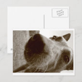 snuit briefkaart (Voorkant / Achterkant)