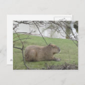 So süß der Riesennnager Briefkaart (Voorkant / Achterkant)