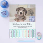 So verkaufen Sie Dane Welpen farbigen Flyer (Enkel)