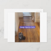Soap Opera Cats Briefkaart (Voorkant / Achterkant)