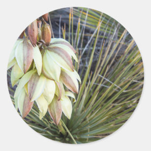 Soaptree Yucca Bloemen in de bovenste Missouri Ronde Sticker