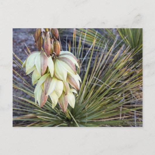Soaptree Yucca Flowers in the Upper Missouri Briefkaart (Voorkant)
