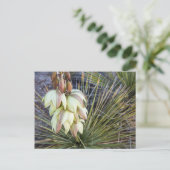 Soaptree Yucca Flowers in the Upper Missouri Briefkaart (Staand voorkant)