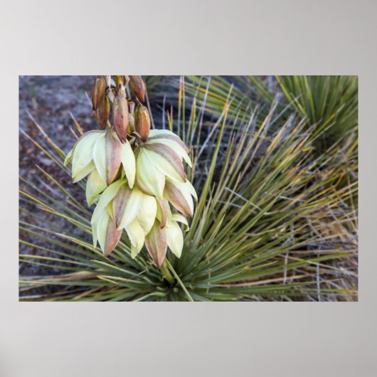 Soaptree Yucca Flowers in the Upper Missouri Poster (Voorkant)