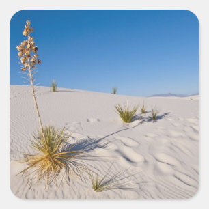 Soaptree Yucca, lange schaduw, transversale duinen Vierkante Sticker