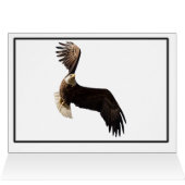 Soaring Bald Eagle (Binnen Horizontaal (Boven))