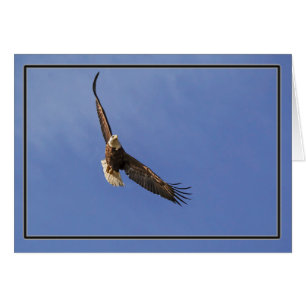 Soaring Bald Eagle