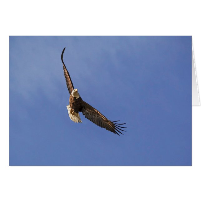 Soaring Bald Eagle (Voorkant Horizontaal)