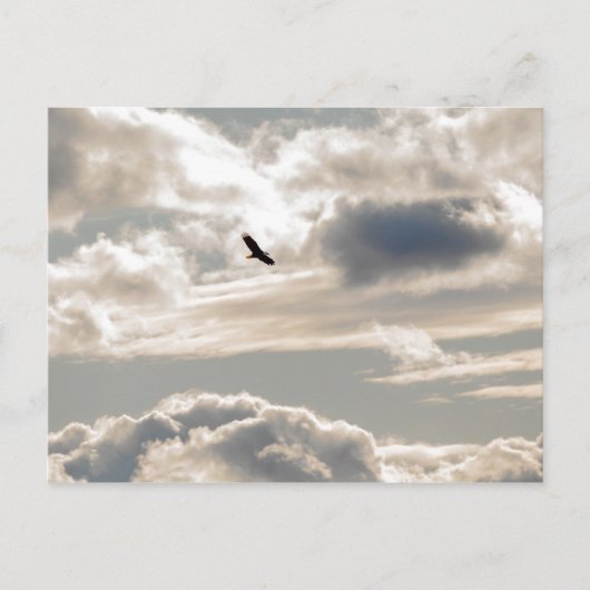 Soaring Bald Eagle Briefkaart (Voorkant)