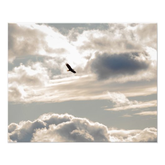 Soaring Bald Eagle Foto Afdruk (Voorkant)
