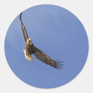 Soaring Bald Eagle Ronde Sticker