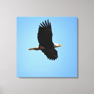 Soaring Eagle Canvas Afdruk
