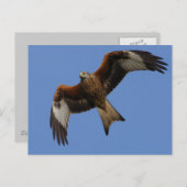 Soaring Red Kite Briefkaart (Voorkant / Achterkant)