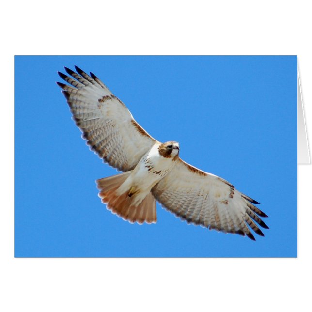 Soaring Red-Tailed Hawk Card (Voorkant Horizontaal)