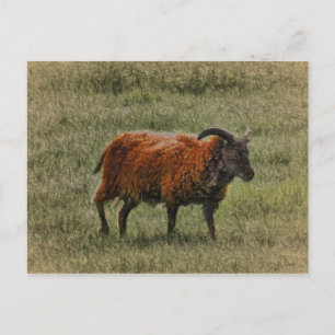Soay Sheep Briefkaart