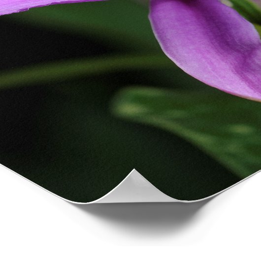 Sobralia Bouchei Poster (Hoek)