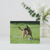Soccer Malinois Briefkaart (Staand voorkant)