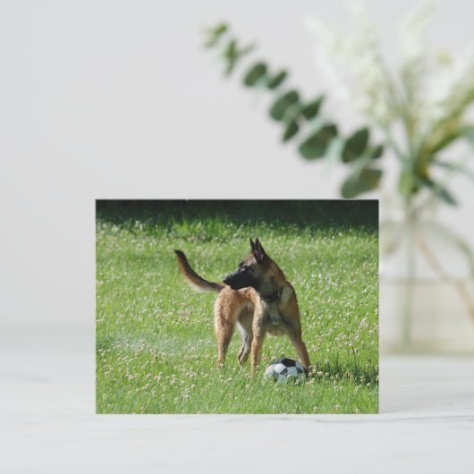 Soccer Malinois Briefkaart (Staand voorkant)
