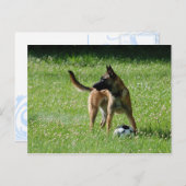 Soccer Malinois Briefkaart (Voorkant / Achterkant)