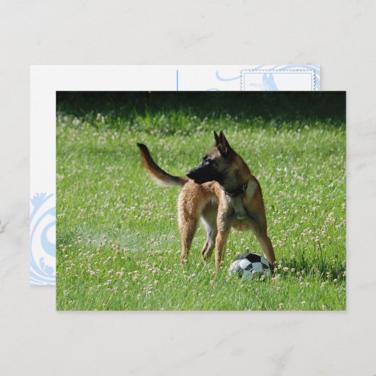 Soccer Malinois Briefkaart (Voorkant / Achterkant)