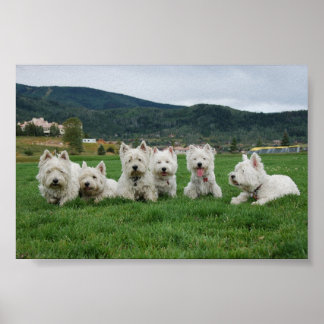 Soccer Westies Poster