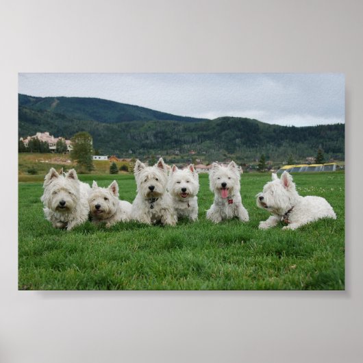 Soccer Westies Poster (Voorkant)