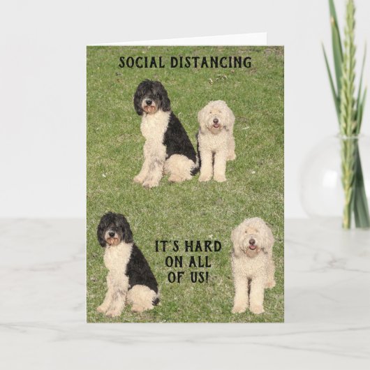 Social Distancing Golden Doodle Kaart (Voorkant)