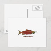 Sockeye - Rode zalm (titel) Briefkaart (Voorkant / Achterkant)