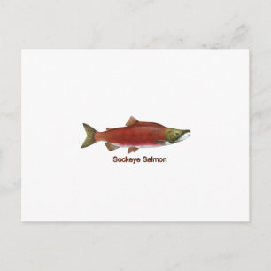 Sockeye - Rode zalm (titel) Briefkaart
