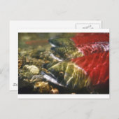 Sockeye Salmon Briefkaart (Voorkant / Achterkant)