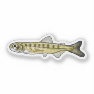 Sockeye Salmon Fry Sticker