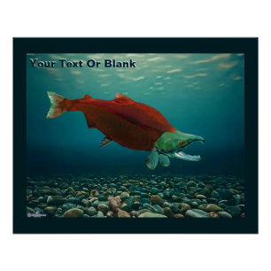 Sockeye Salmon Perfect Poster
