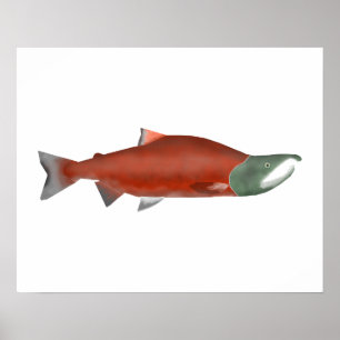 Sockeye Salmon - Zachte Fase Poster