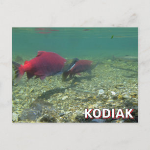 Sockeye zalm in Kodiak, Alaska Briefkaart