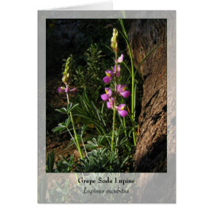 Soda Lupine de raisin - Carte pour notes autochton
