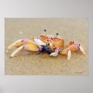 Sodwana Bay, provincie KwaZulu Natal, Zuid Poster